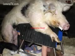 Pig gets the girl screwed